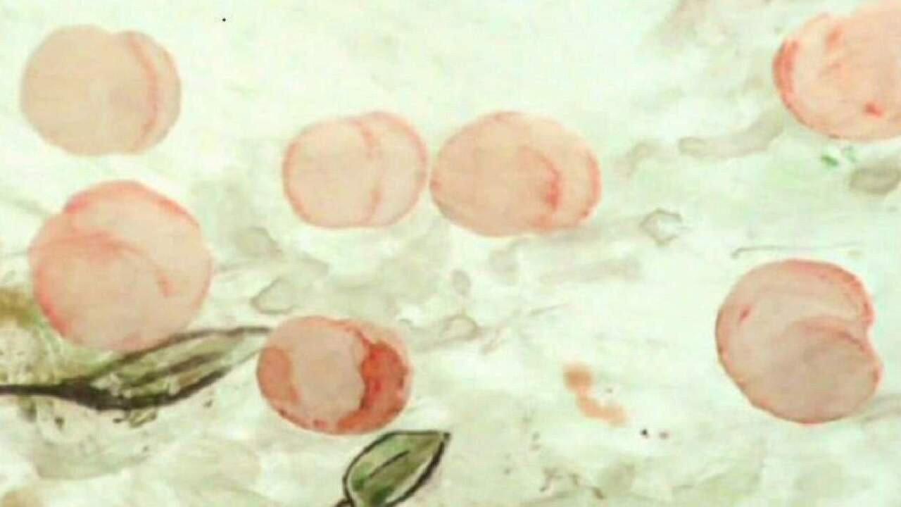 Beetle, Ship, Apricot 2004 movie scene