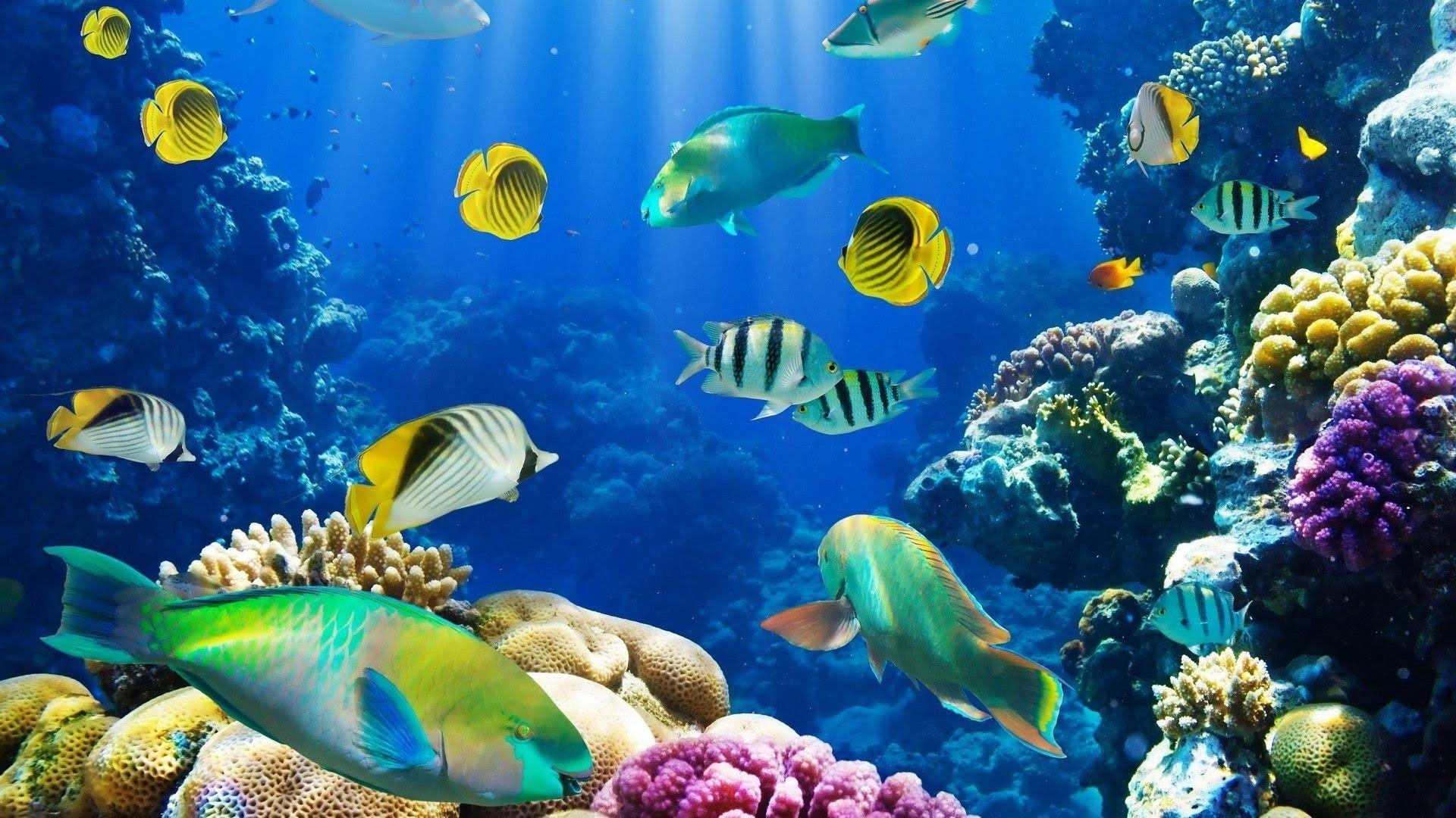 Fish School 2 2020 movie scene