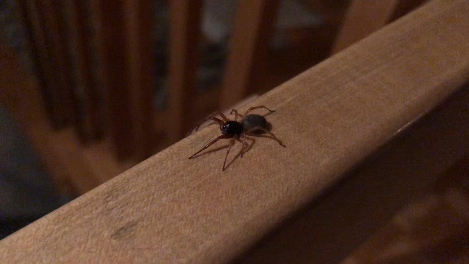 The Arachnophobe 2020 movie scene