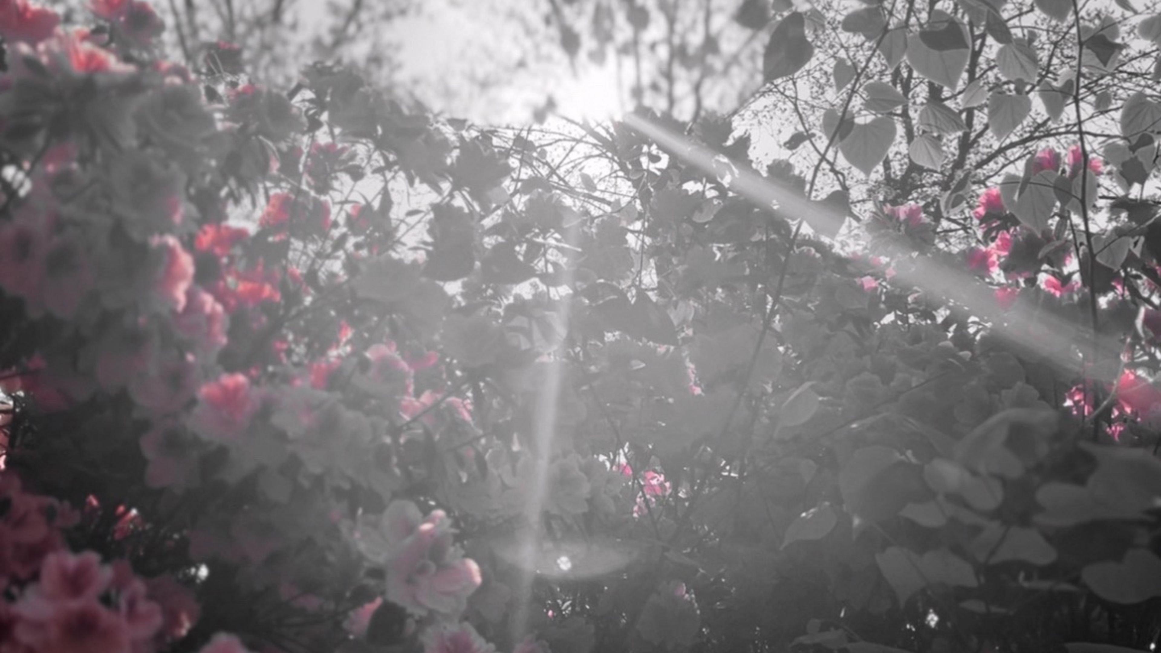 PETAL 2025 movie scene
