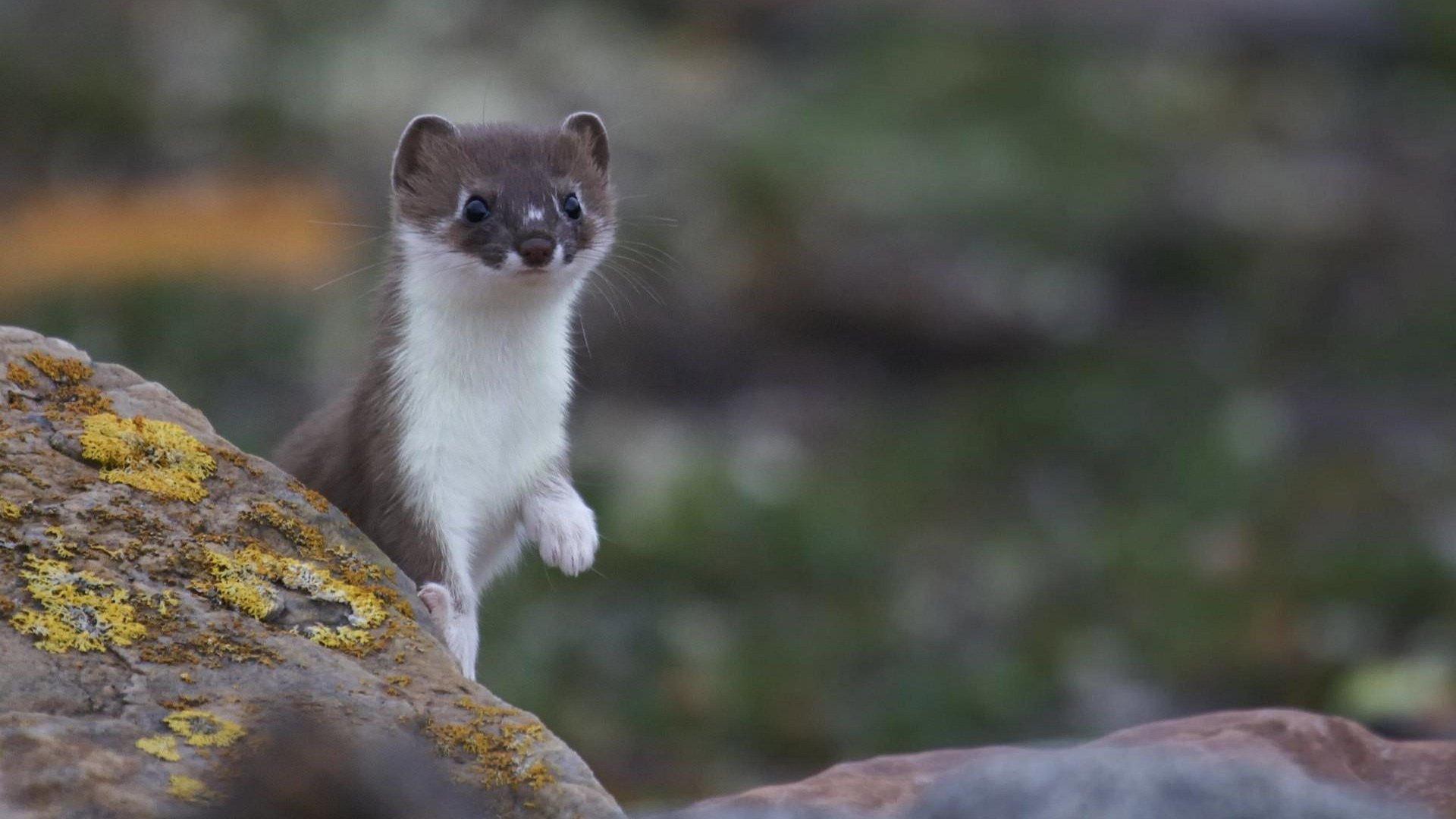 Weasels: Feisty and Fearless 2019 movie scene
