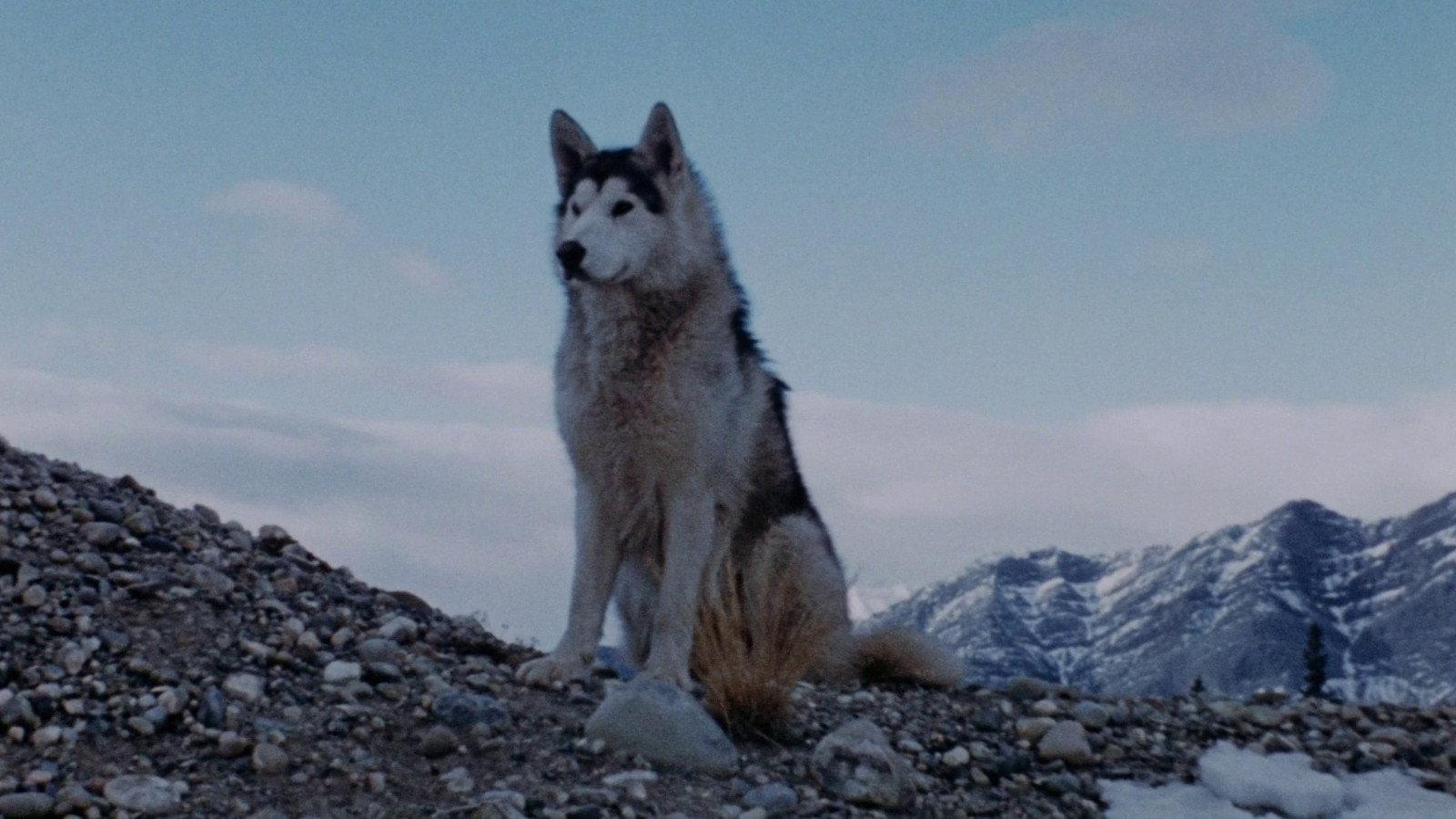 Nikki, Wild Dog of the North 1961 movie scene