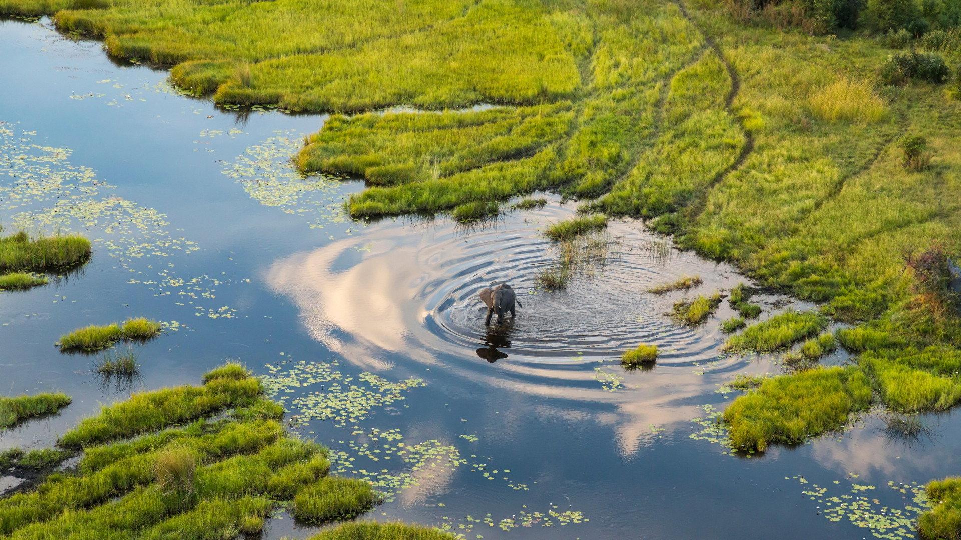 Okavango: A Flood of Life 2021 movie scene