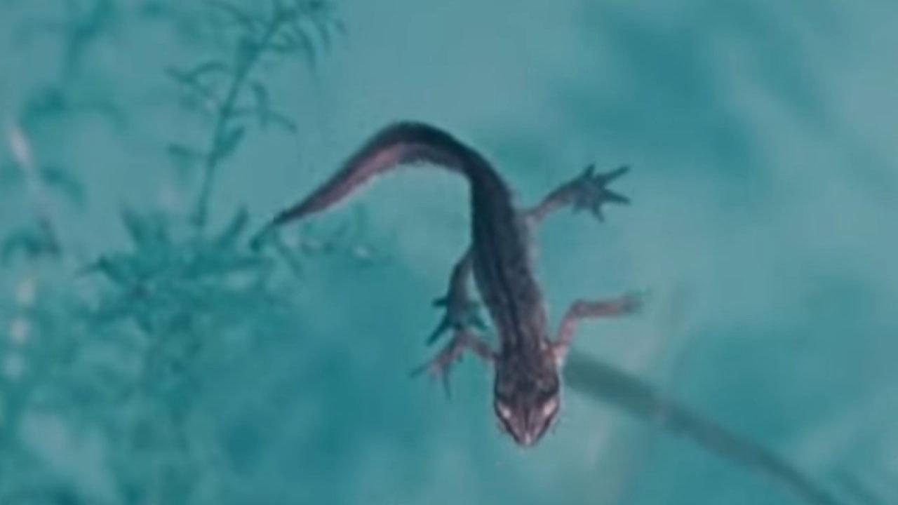Life and Death in A Pond 1981 movie scene