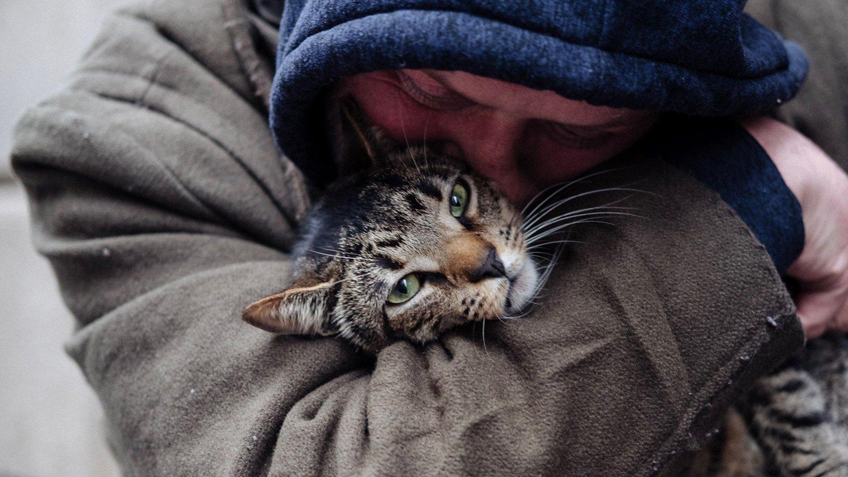 Cat Daddies 2022 movie scene