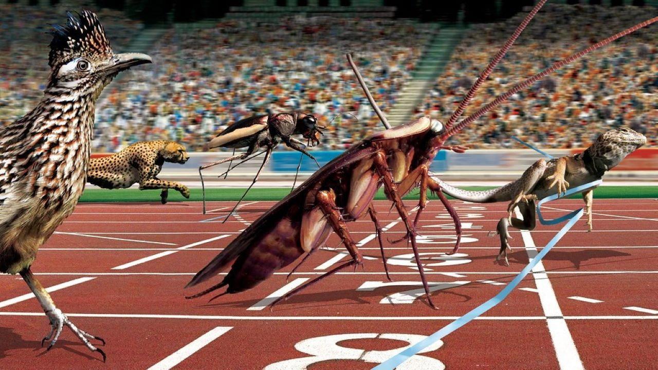 Animal Games 2004 movie scene