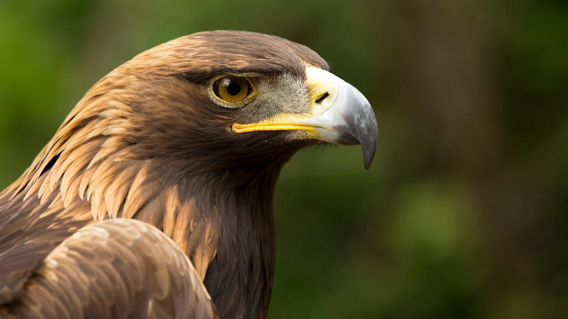 Eagle Power 2020 movie scene