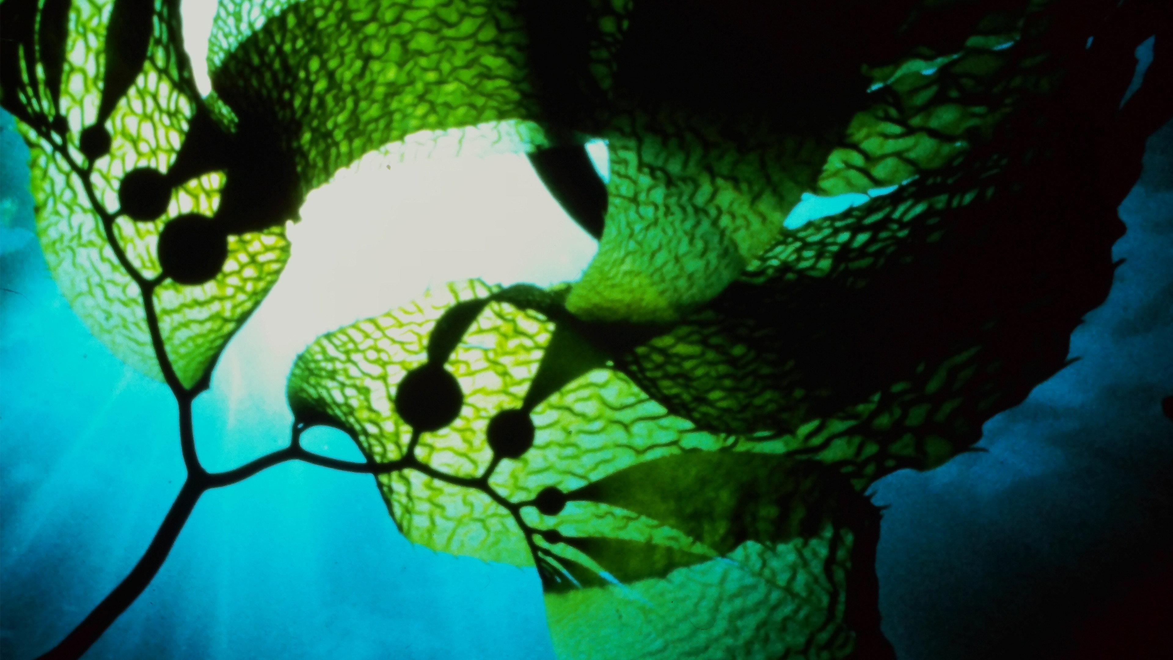 Seaweed Stories 2024 movie scene