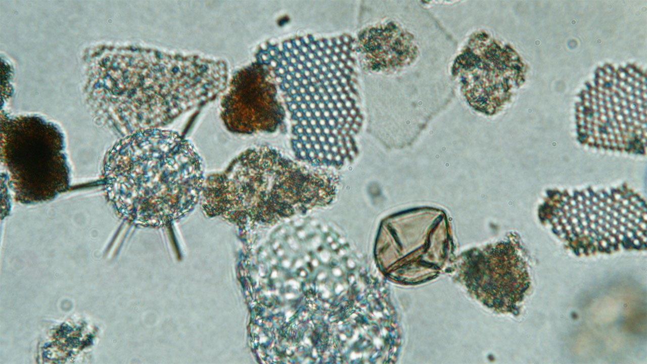 Ballast Stowaways Dinoflagellates 2019 movie scene