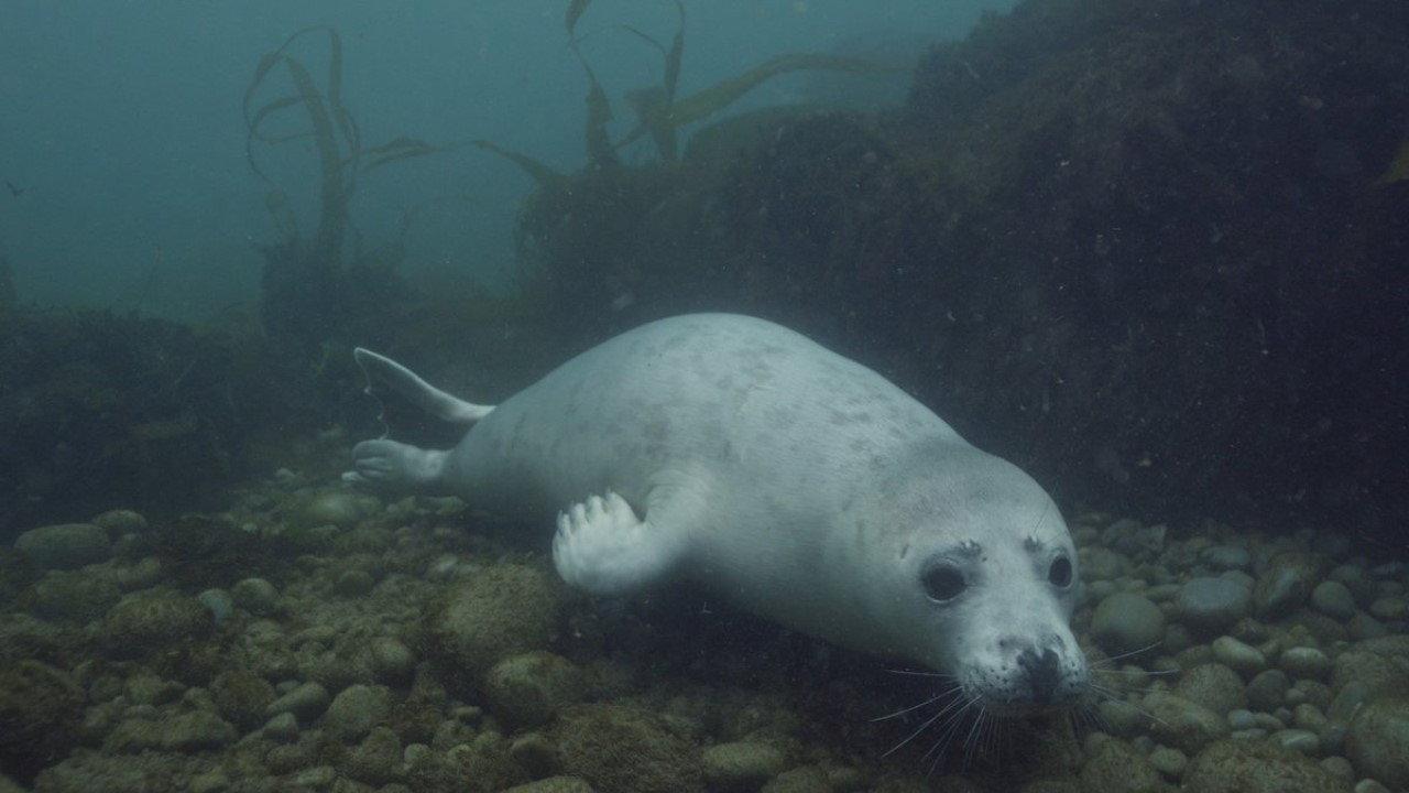 Grey Seals: A Journey of Survival 2016 movie scene