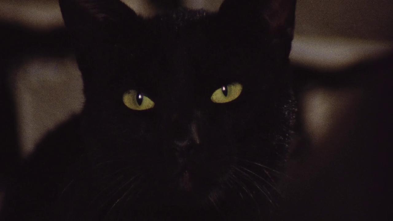 The Black Cat 1966 movie scene