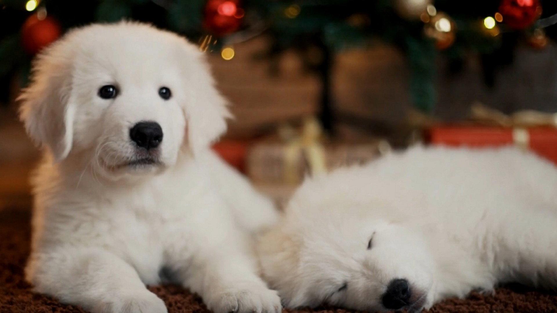Christmas Puppies 2020 movie scene
