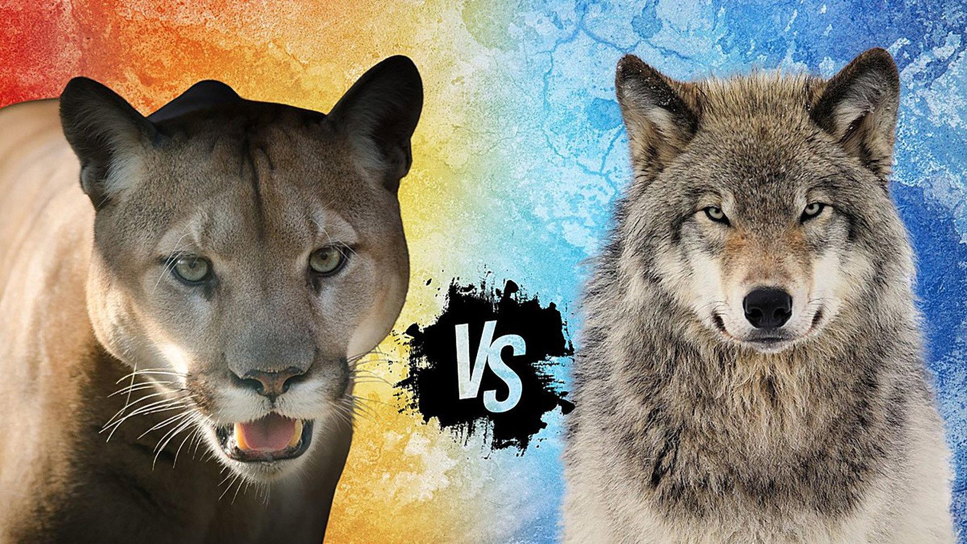 Cougar v. Wolf 2013 movie scene