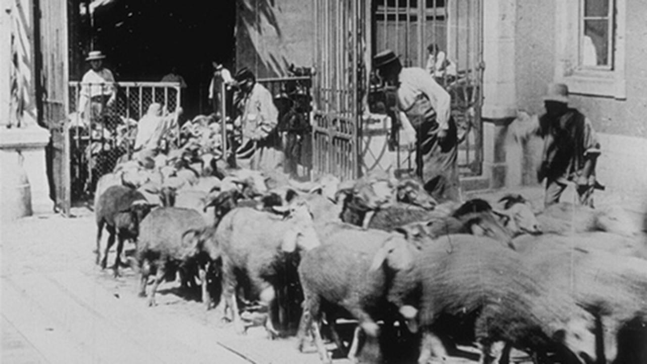 Moutons entrant à l'abattoir 1896 movie scene