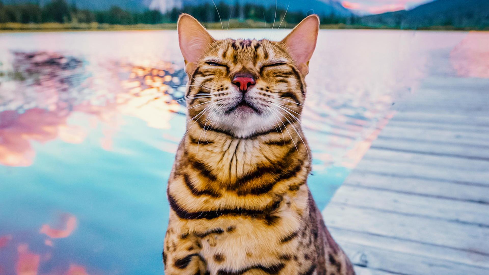 #cats_the_mewvie 2020 movie scene