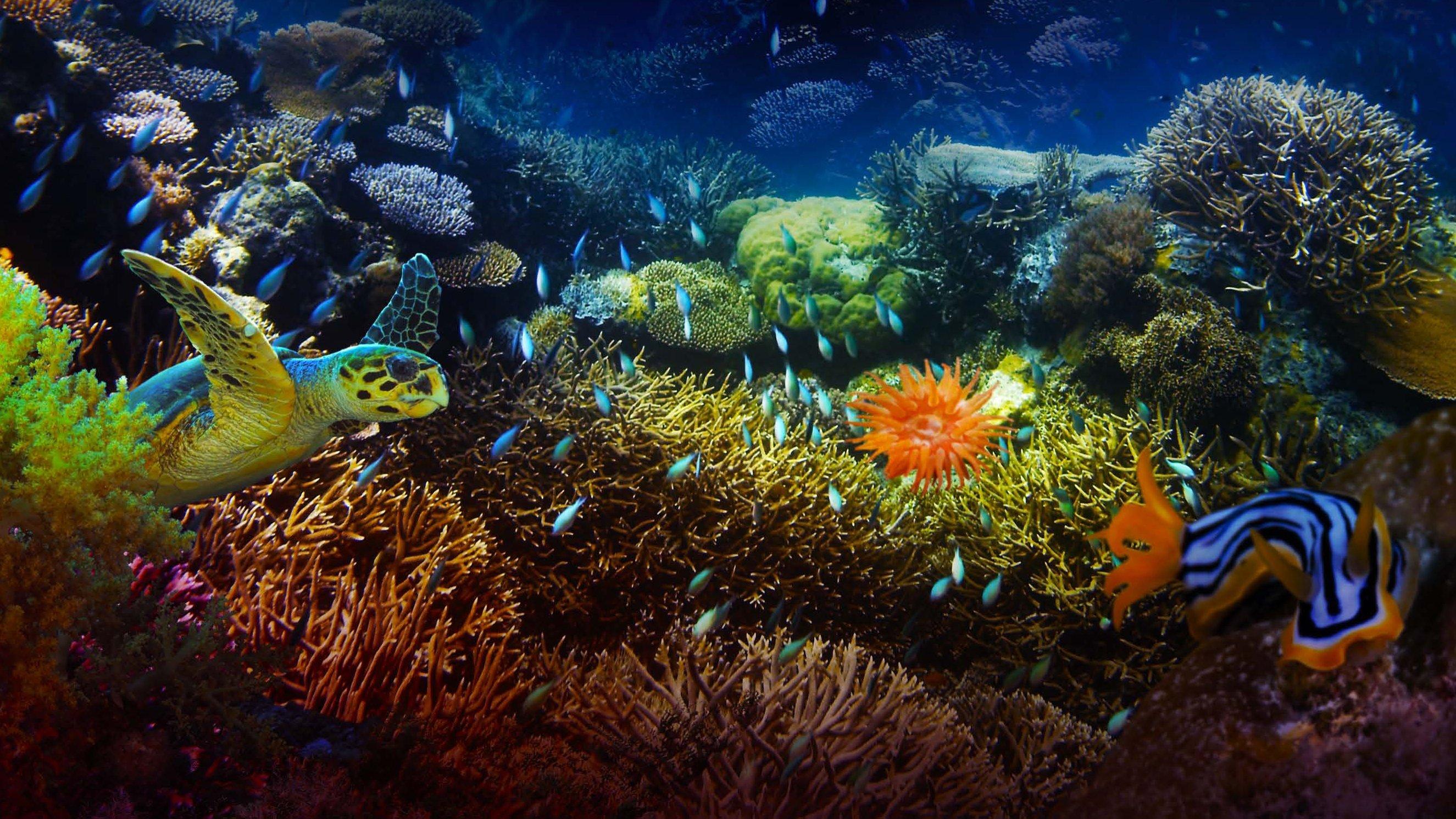 The Last Reef: Cities Beneath the Sea 2012 movie scene