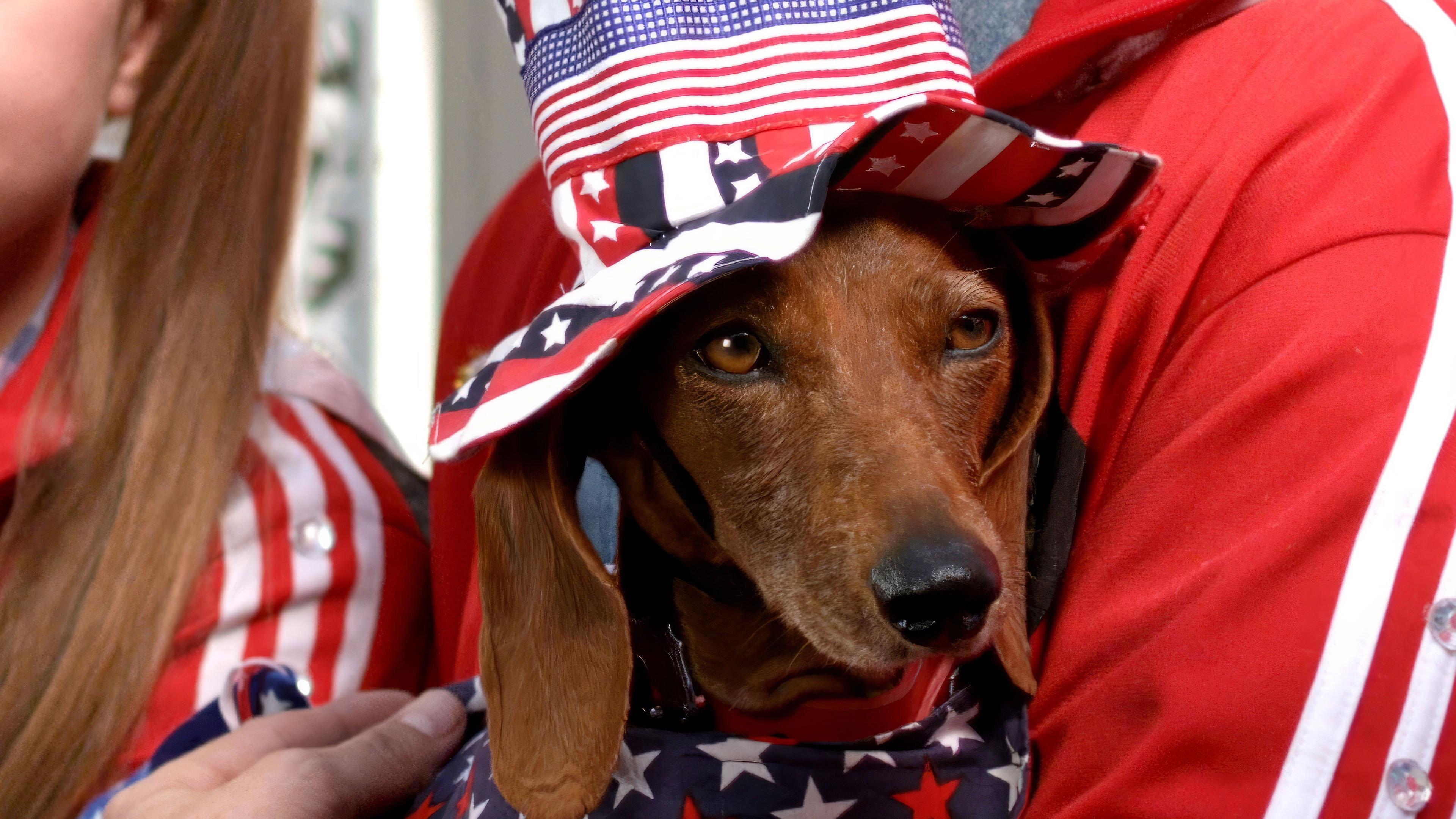 Wiener Dog Internationals 2015 movie scene