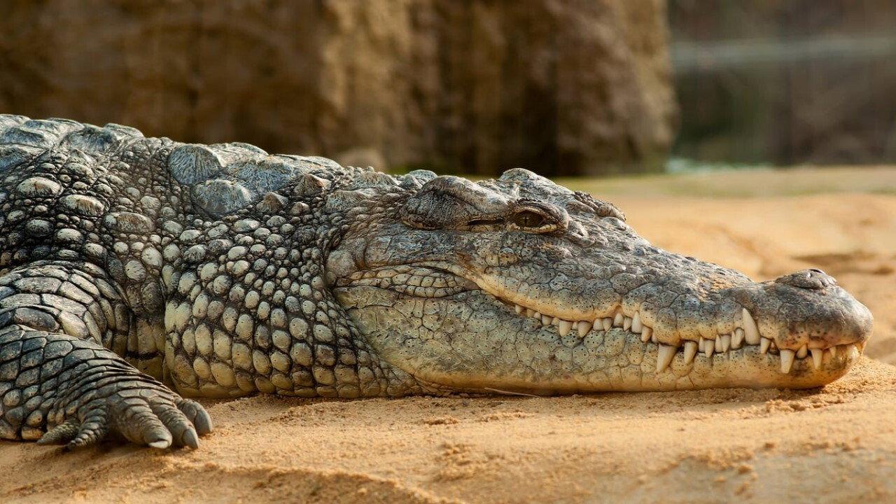 Les larmes des crocodiles 2012 movie scene