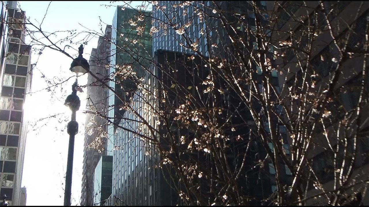 City Foliage 2020 movie scene