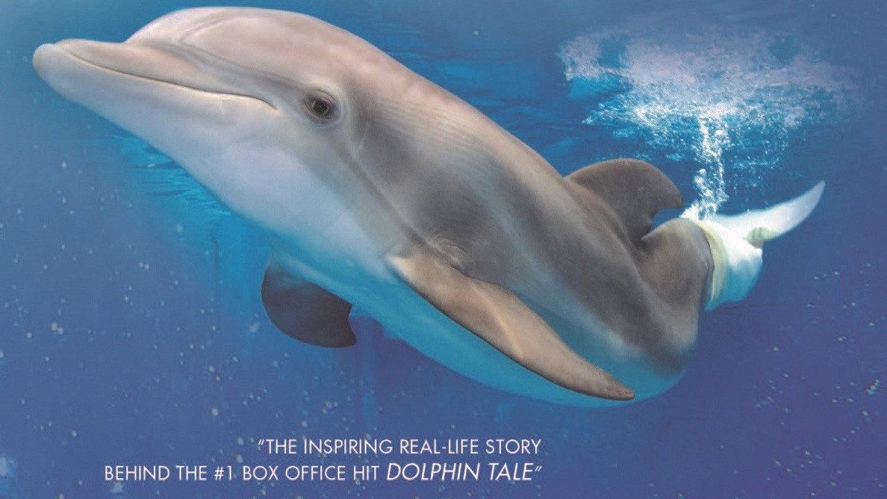 Winter, the Dolphin That Can 2013 movie scene
