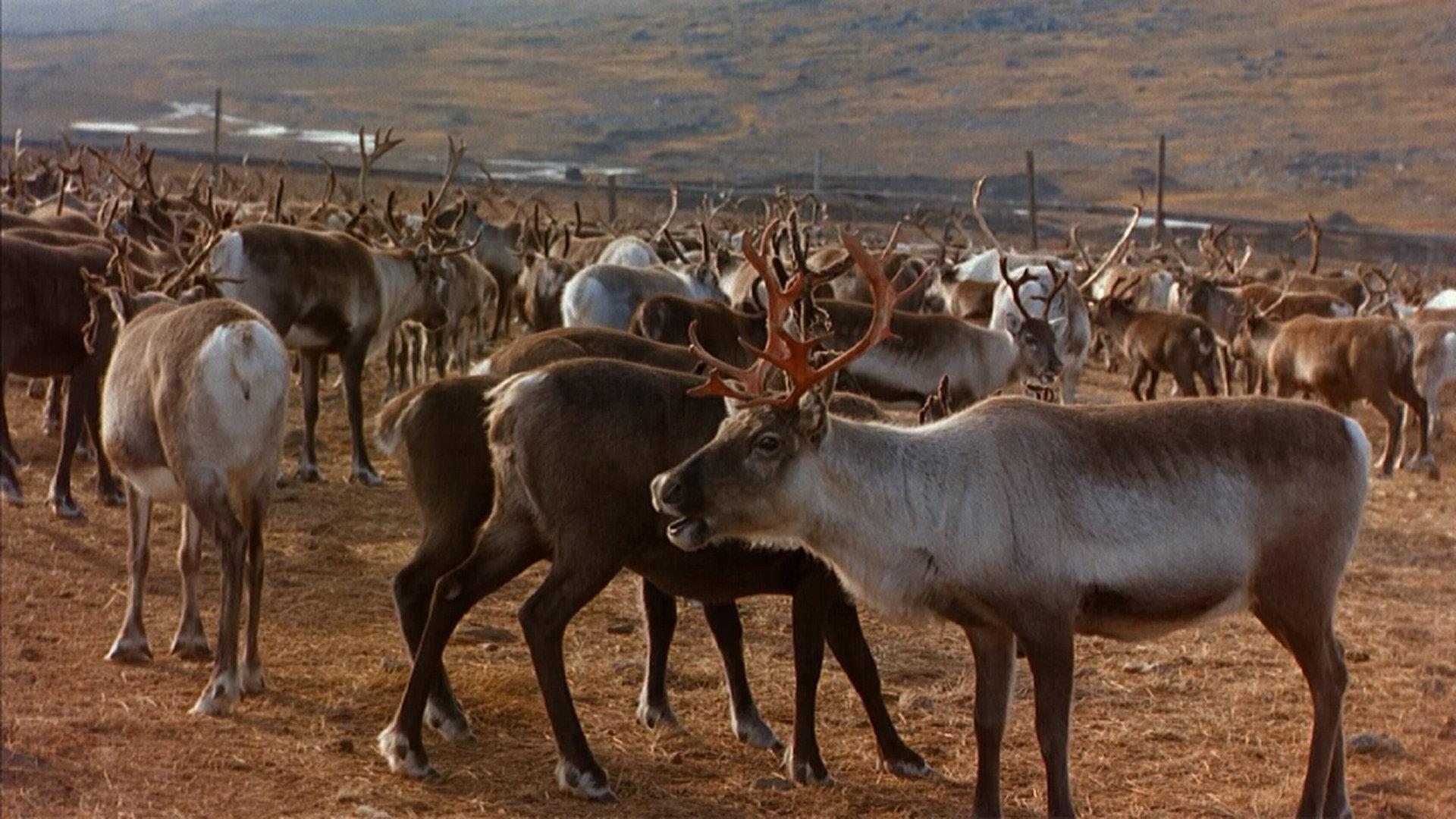 Great North 2001 movie scene