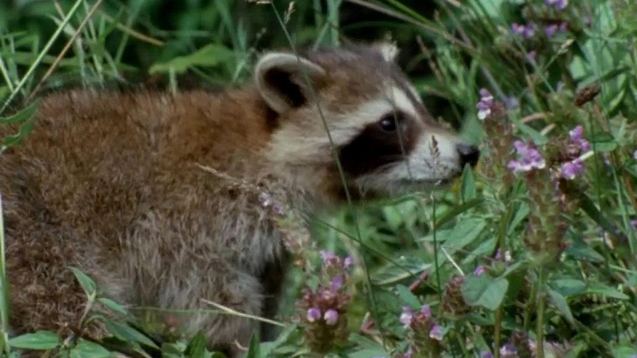 Adventures 1968 movie scene