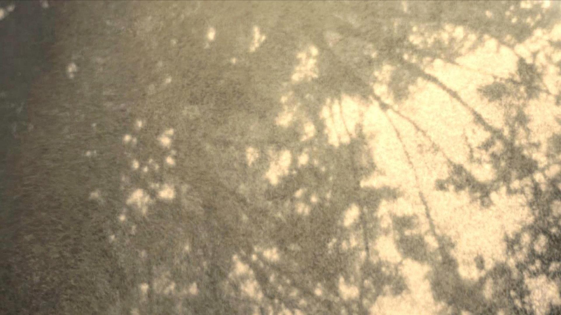 Wordless in Woods 2014 movie scene