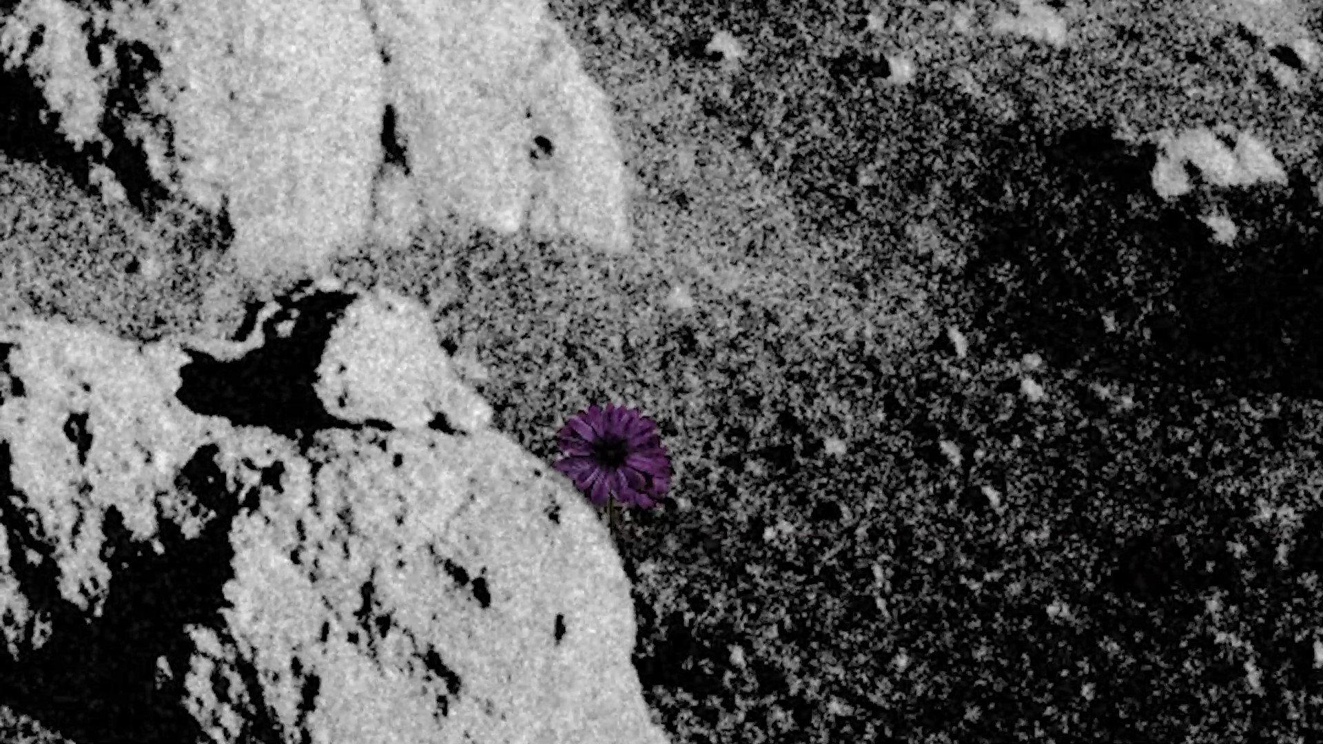 Do Flowers Grow on the Moon? 2024 movie scene