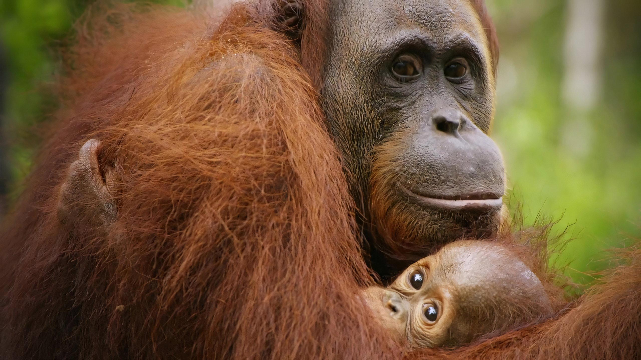 Red Ape: Saving the Orangutan 2018 movie scene