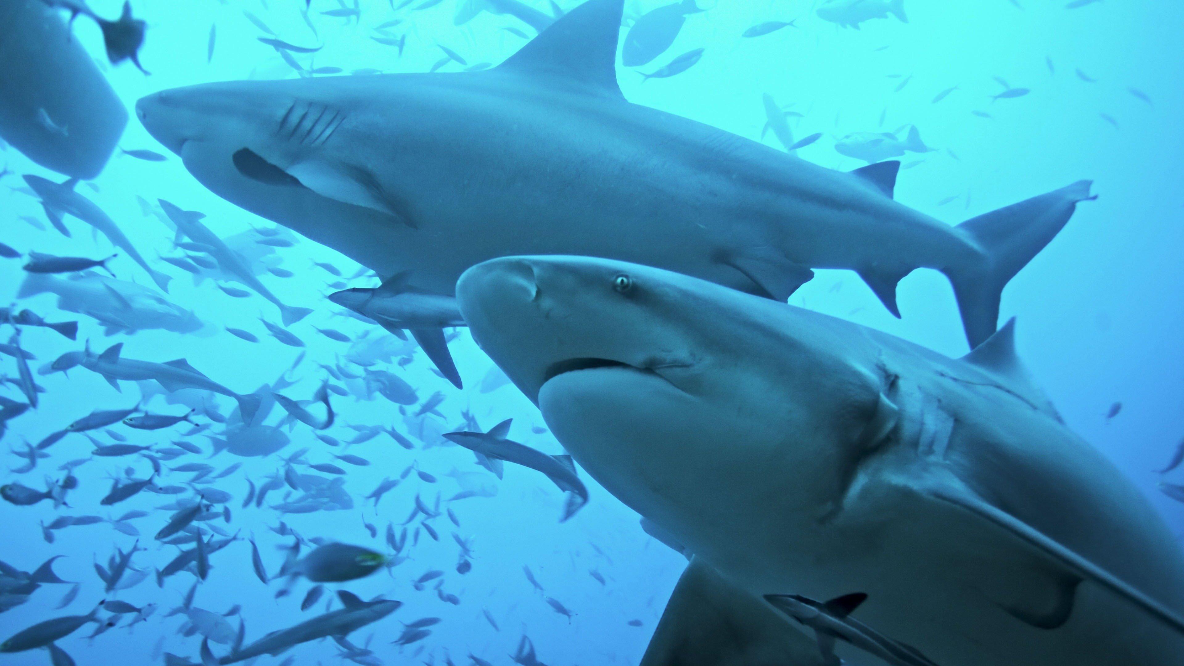 The Sharks Of Headstone Hell  movie scene