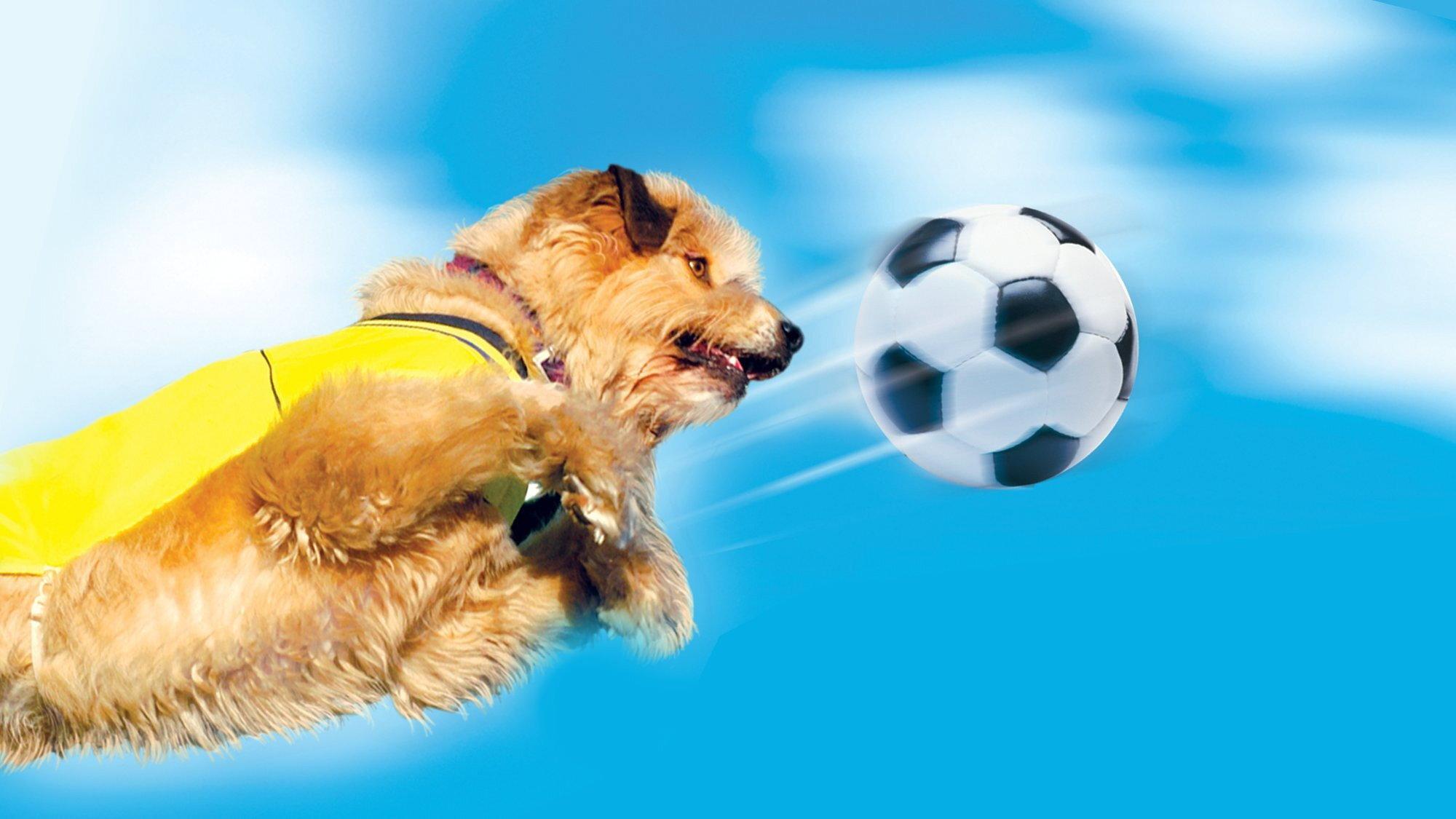 Soccer Dog 2: European Cup 2004 movie scene