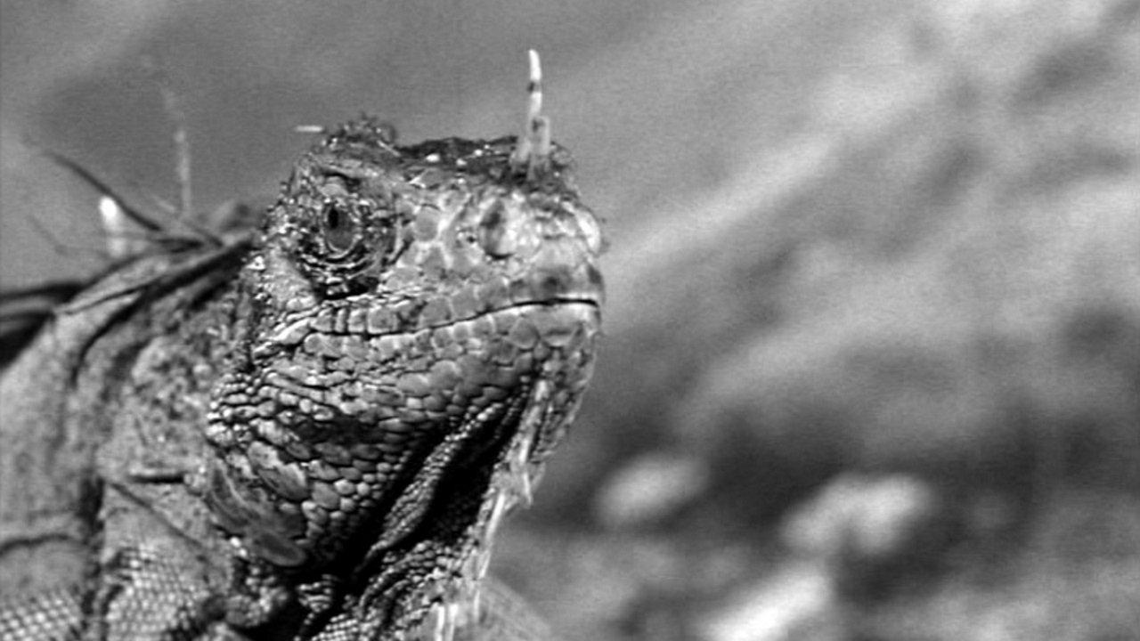 King Dinosaur 1955 movie scene
