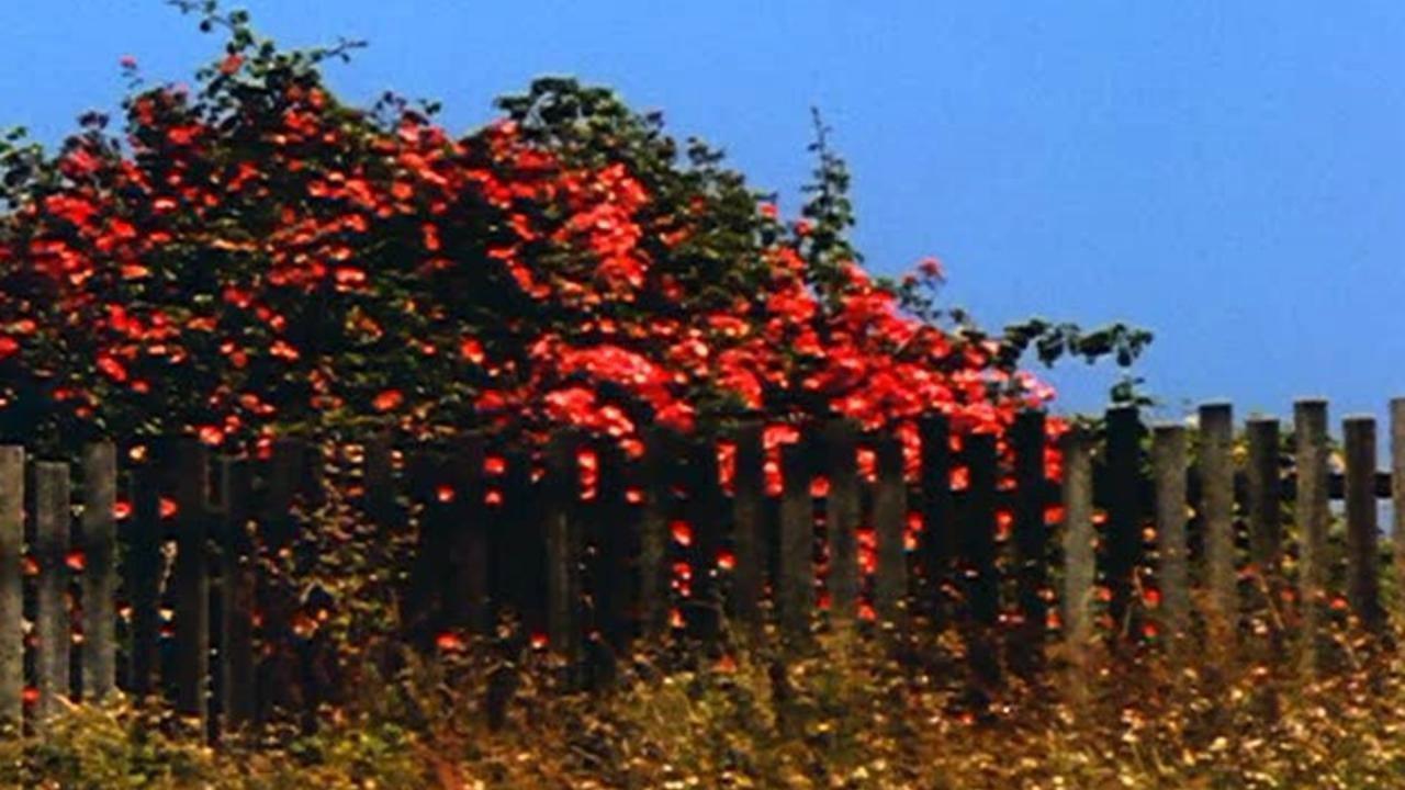 All My Life 1966 movie scene