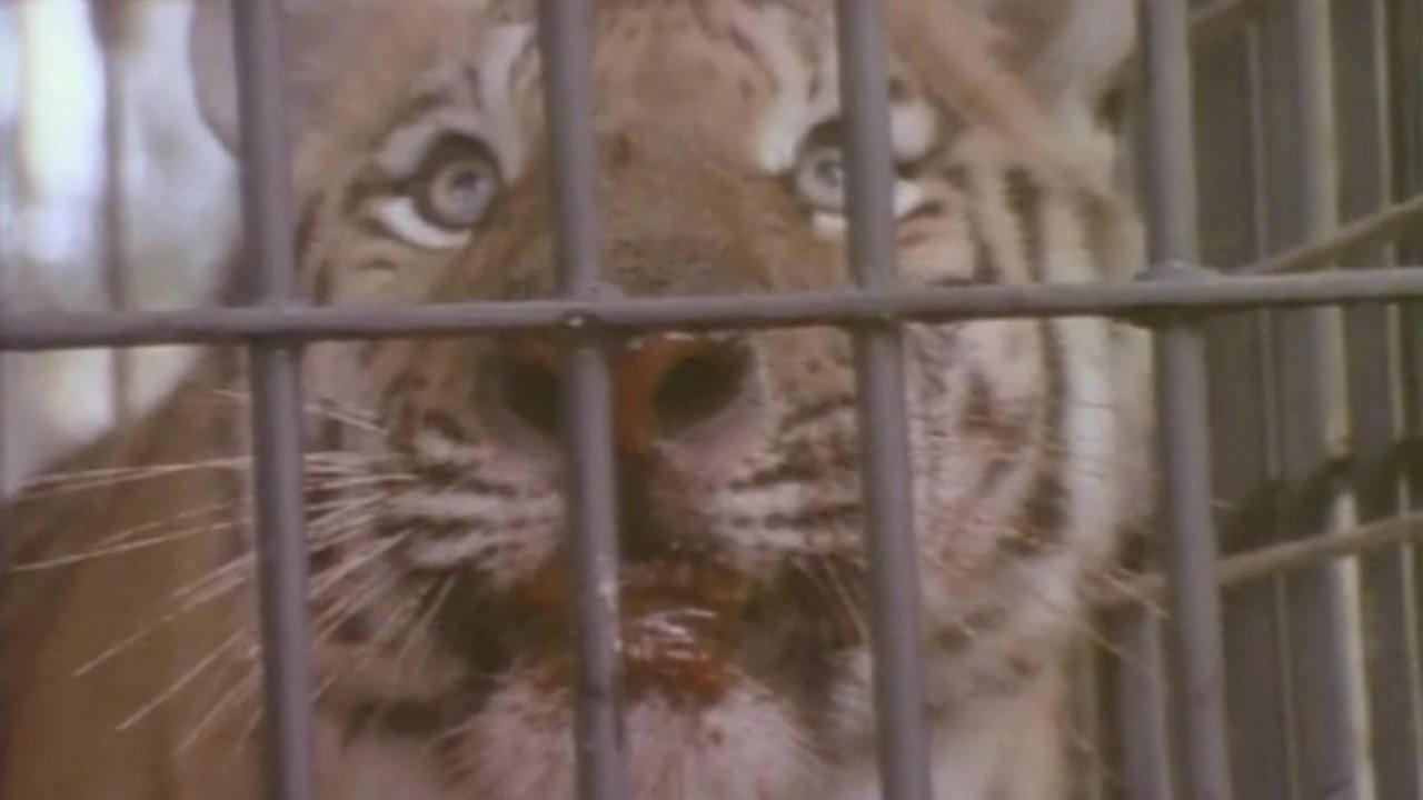 Faces of Death IV 1990 movie scene