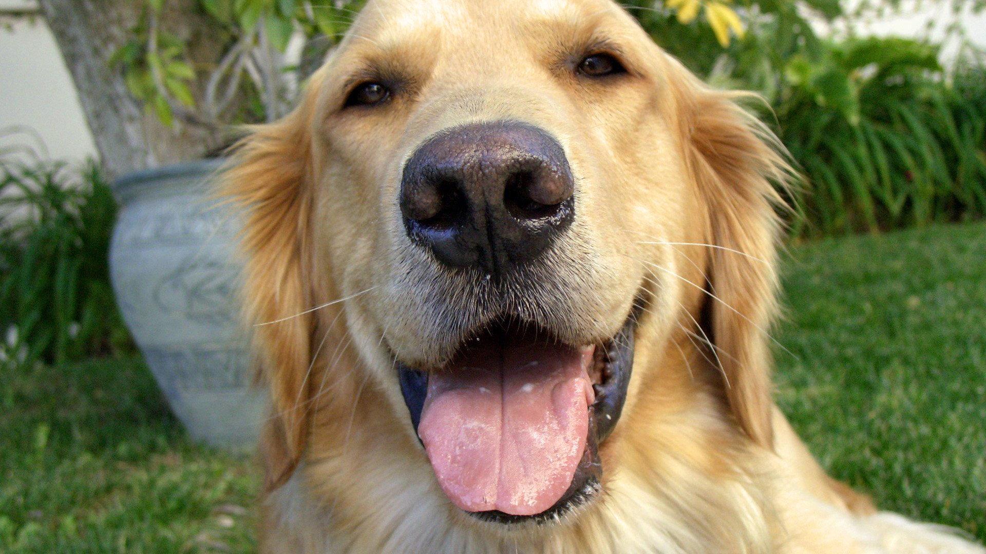 And Man Created Dog 2010 movie scene