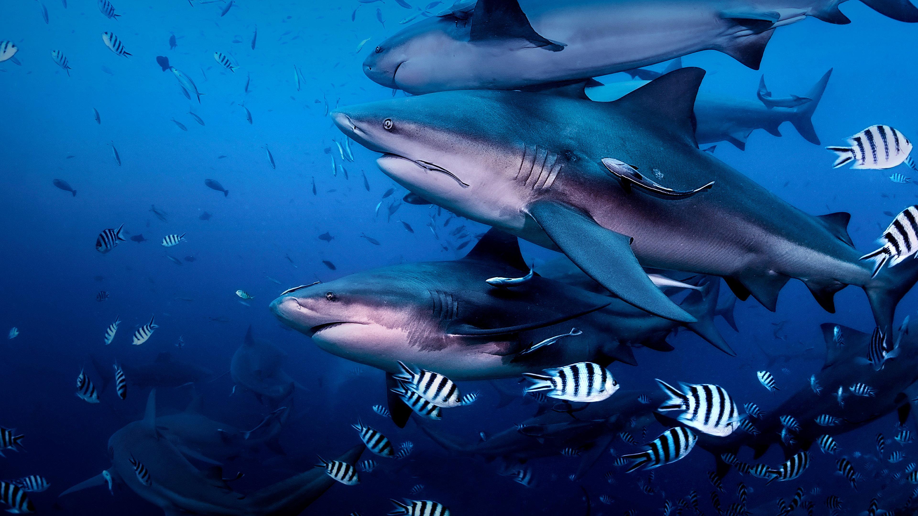 Return to Shark Island 2019 movie scene