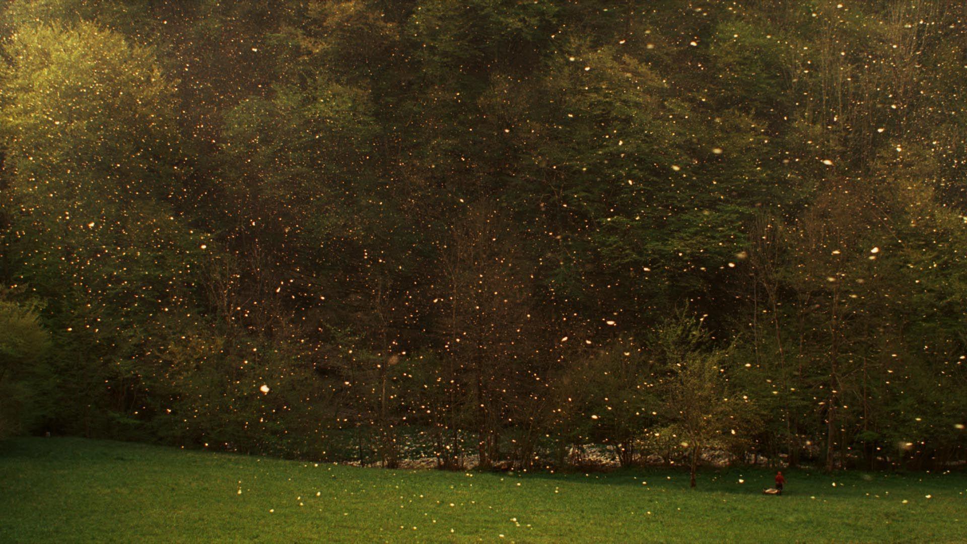 Stories from the Chestnut Woods 2019 movie scene