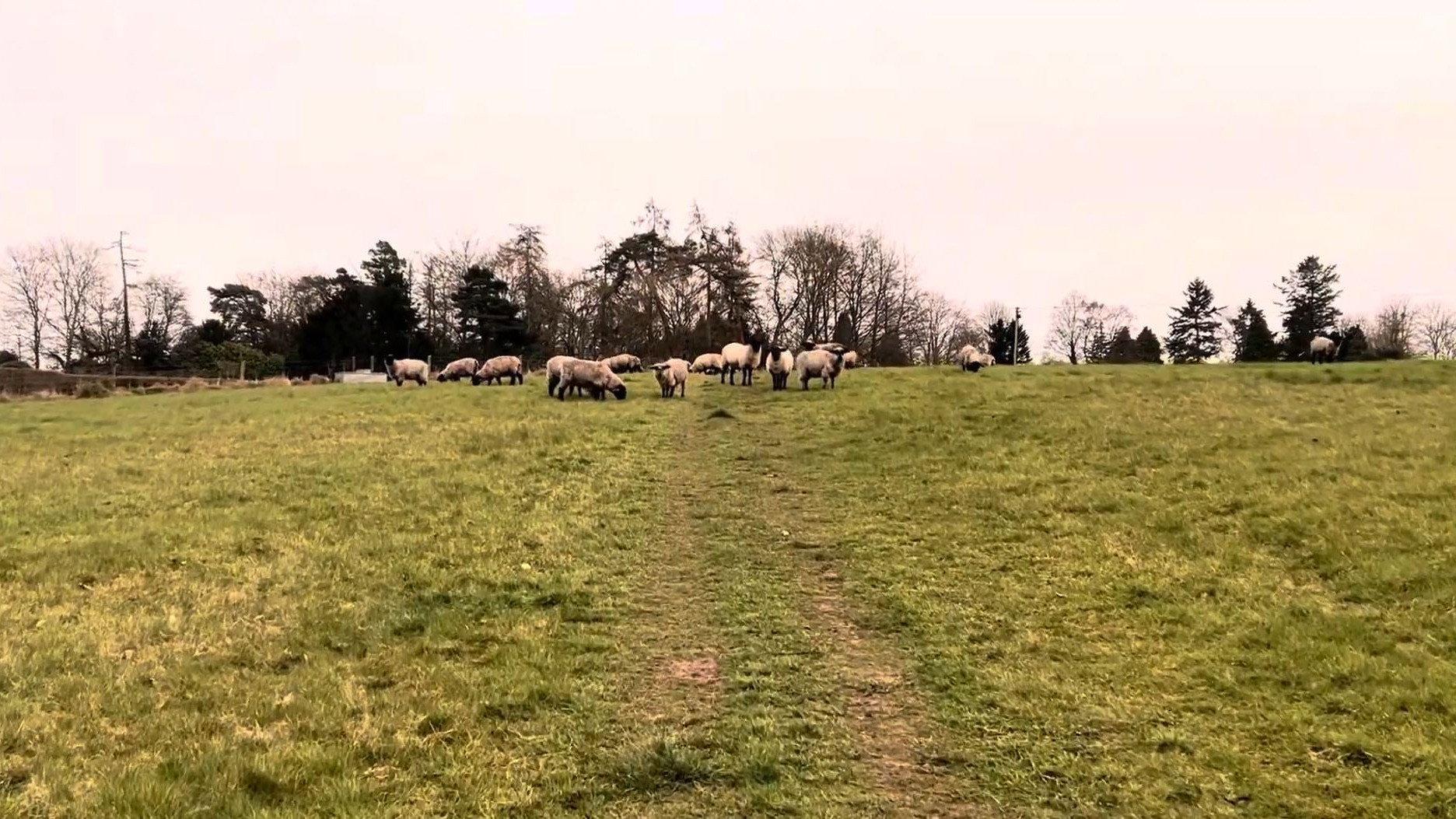 A Field of Sheep Part 2 2024 movie scene