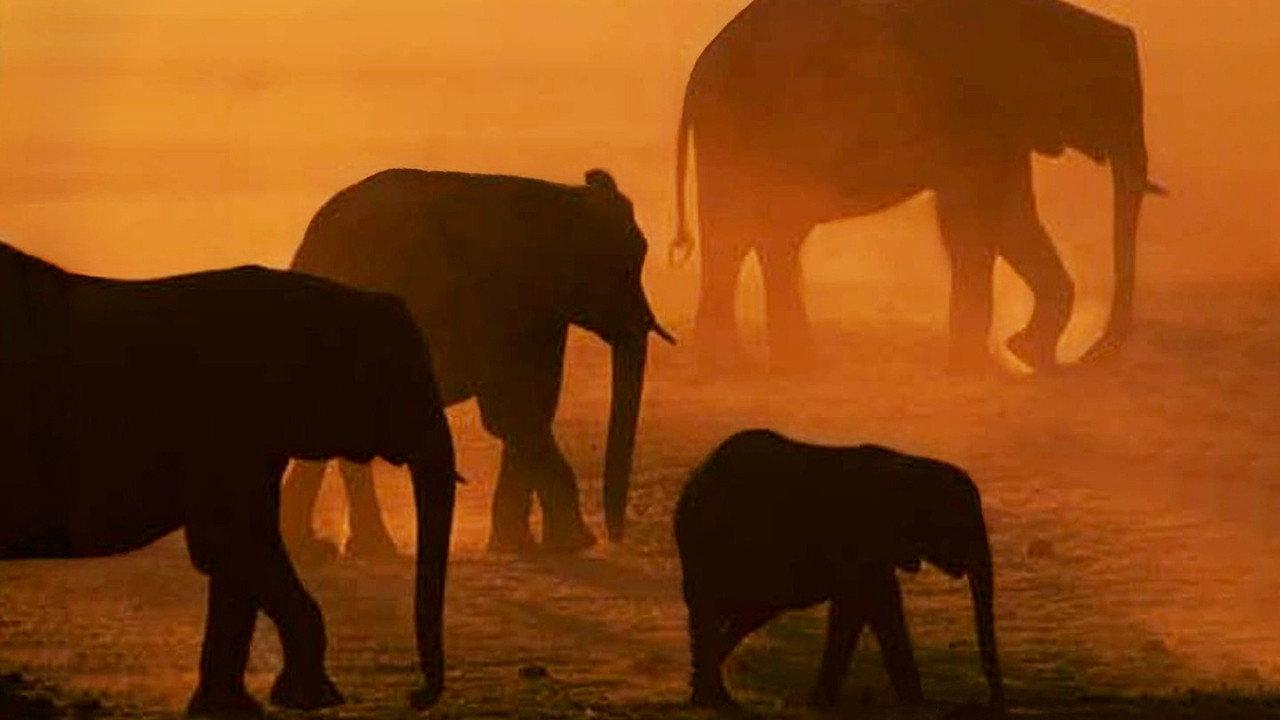 Disneynature: Migration 2009 movie scene