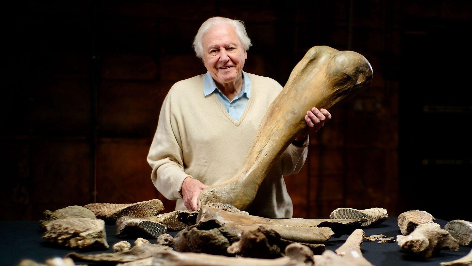 Attenborough and the Mammoth Graveyard 2021 movie scene