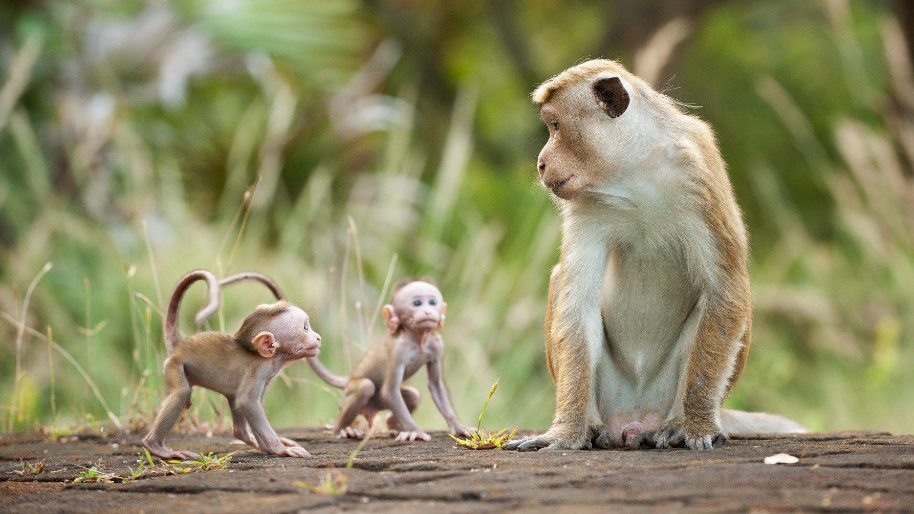 Monkey Kingdom 2015 movie scene