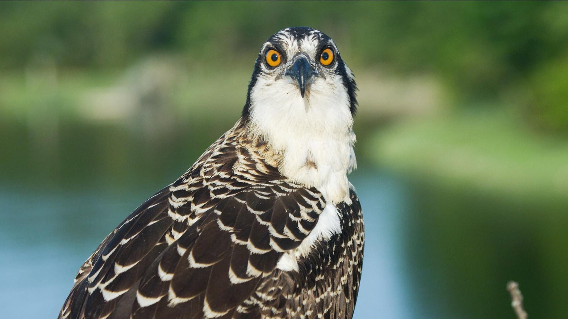 Season of the Osprey 2021 movie scene