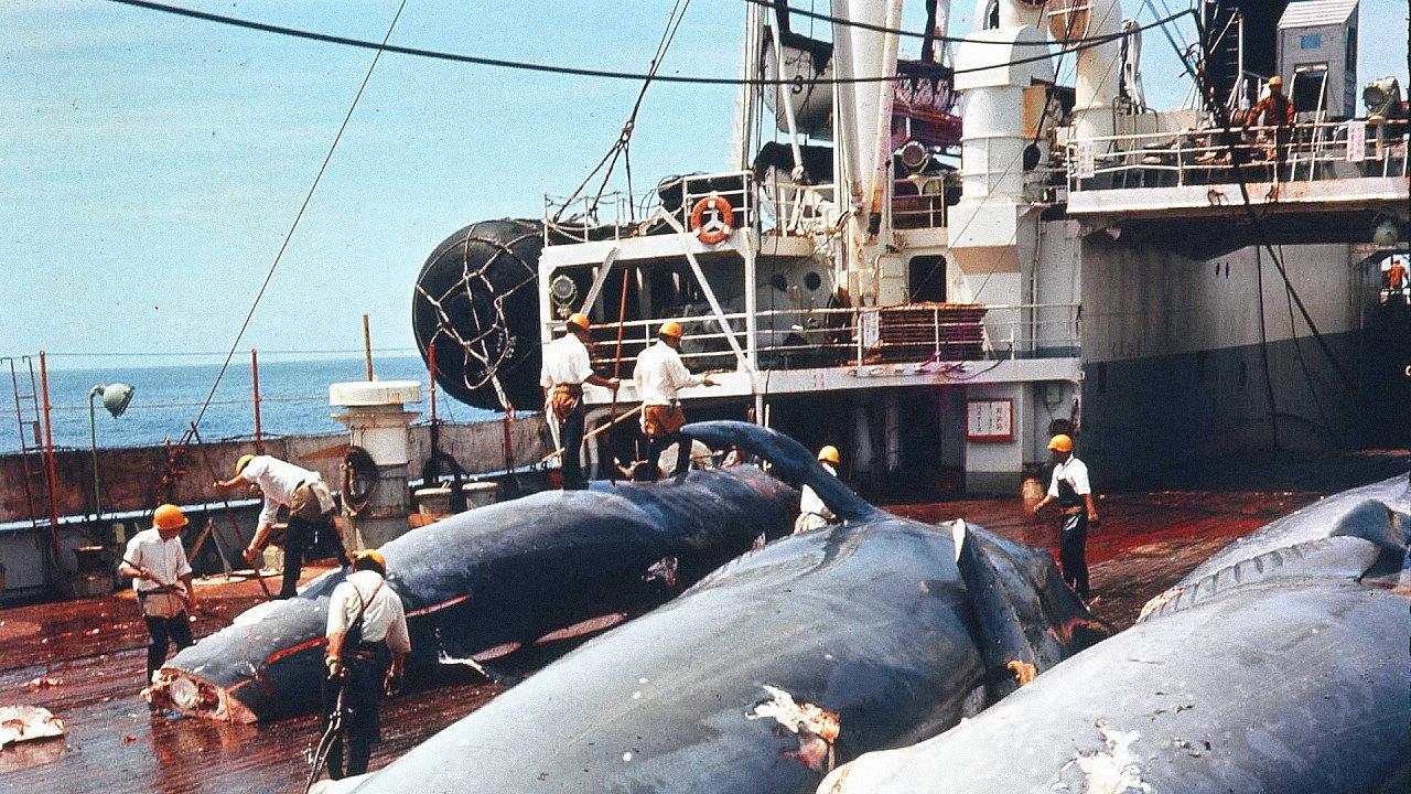 The Wild Sea 1969 movie scene