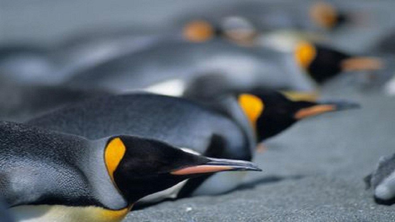 Penguins: The Story of the Bird that wanted to be Fish 2008 movie scene