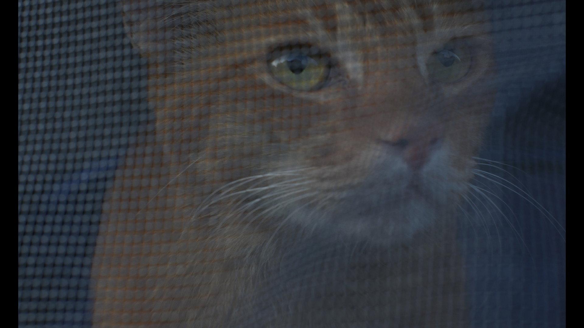 A Stray in the Alley movie scene