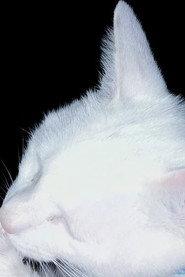 Snowbell The Cat as Snowbell The Cat in Mates for Life 2026