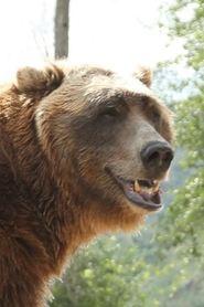 Bart the Bear as Bear in Benji the Hunted 1987