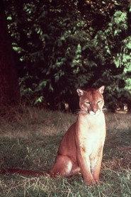 Seeta as Seeta the Mountain Lion in Run, Cougar, Run 1972