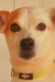 Toby as The Dog in Au K par K 2025