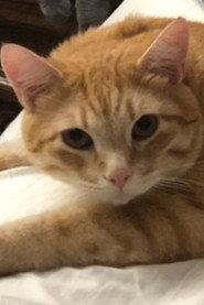Garfield the Cat as Mackelroy’s Kitty in Guy on the Outside 2025